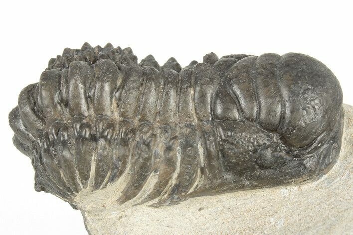 2.3" Crotalocephalina Trilobite - Atchana, Morocco